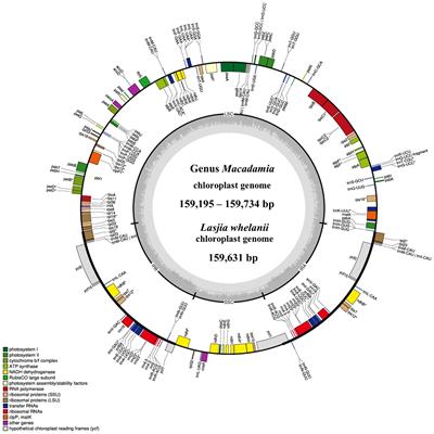 Analysis of phylogenetic relationships in Macadamia shows evidence of extensive reticulate evolution